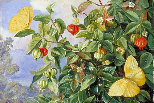 Foliage, Flowers and Fruit of the Pitanga, and Sulphur Butterflies, Jamaica, 1872, Marianne North