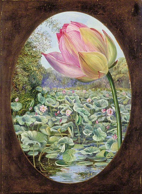 The Sacred Lotus or Pudma, 1878, Marianne North