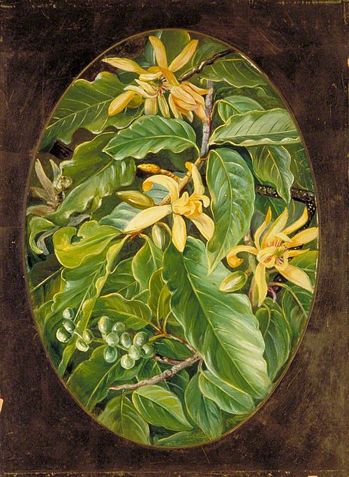 The Chumpa or Champak, 1878, Marianne North