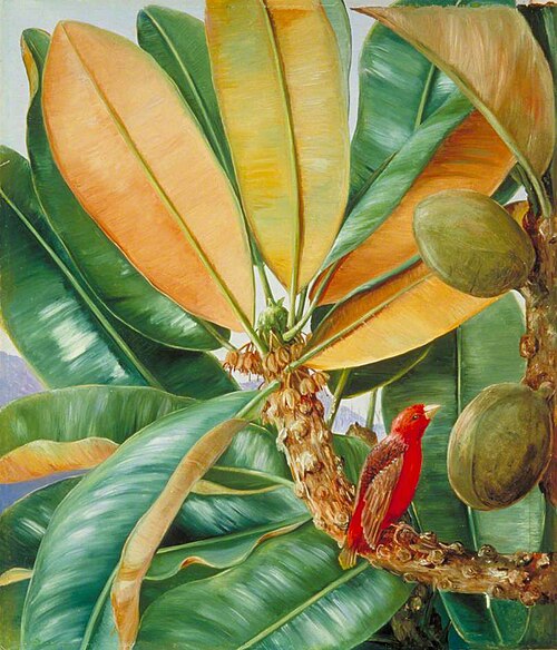 Foliage, Flowers and Fruit of the Capucin Tree of the Seychelles, 1883, Marianne North