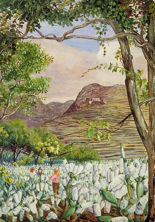 View in the Cochineal Gardens at Santa Cruz, Teneriffe, 1875, Marianne North