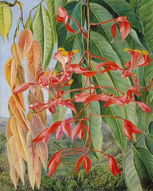 Foliage and Flowers of the Burmese Thaw-Ka or Soka, Painted at Singapore, 1876, Marianne North