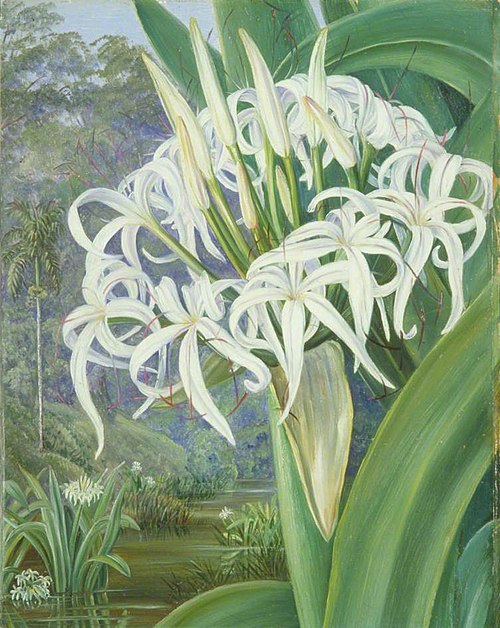 A Bornean Crinum, 1876, Marianne North