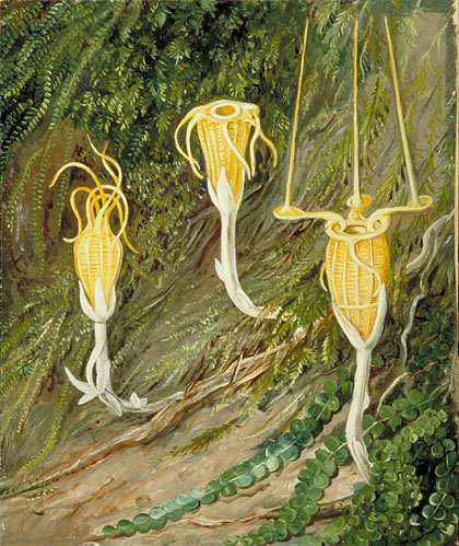 Singular Plants of the Dark Forests of Singapore and Borneo, 1876, Marianne North