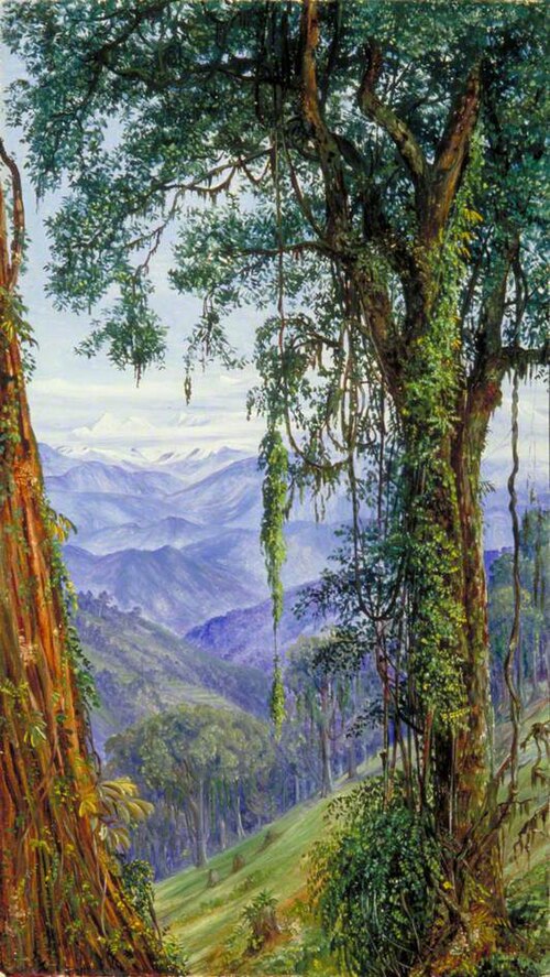 View from Rungaroon near Darjeeling, India, 1878, Marianne North