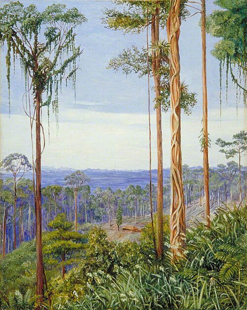 View of Matang, Sarawak, Borneo, 1876, Marianne North