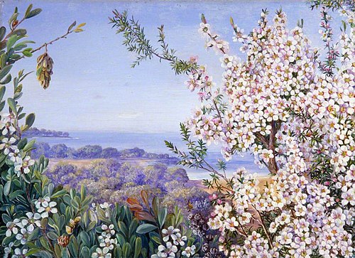 View near Brighton, Victoria, 1880, Marianne North