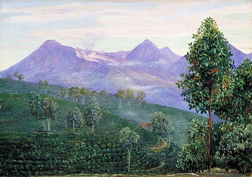 Another View of Papandayang with Jak Fruit Tree in the Foreground, 1870, Marianne North