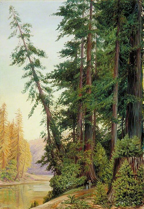 View in a Redwood Forest, California, 1875, Marianne North
