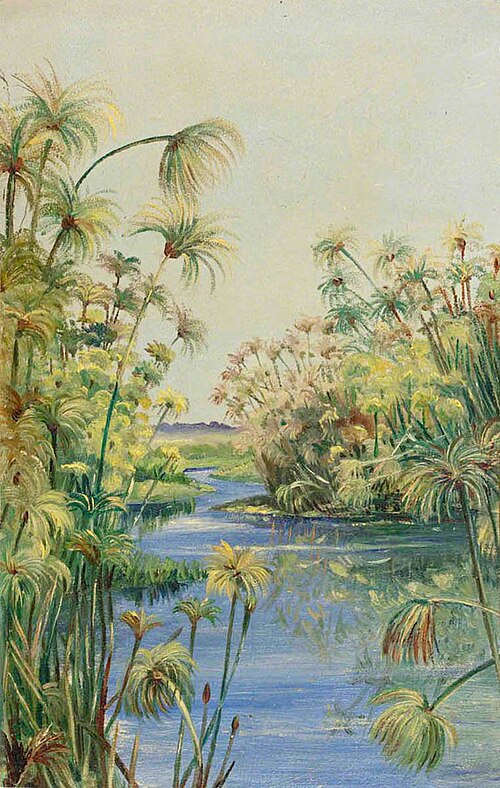 Papyrus along the River Margins, 1870, Marianne North