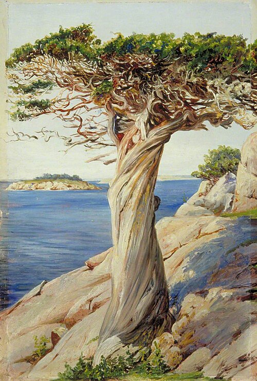 An Old Red Cedar on the Rocks near West Manchester, Massachusetts, 1871, Marianne North