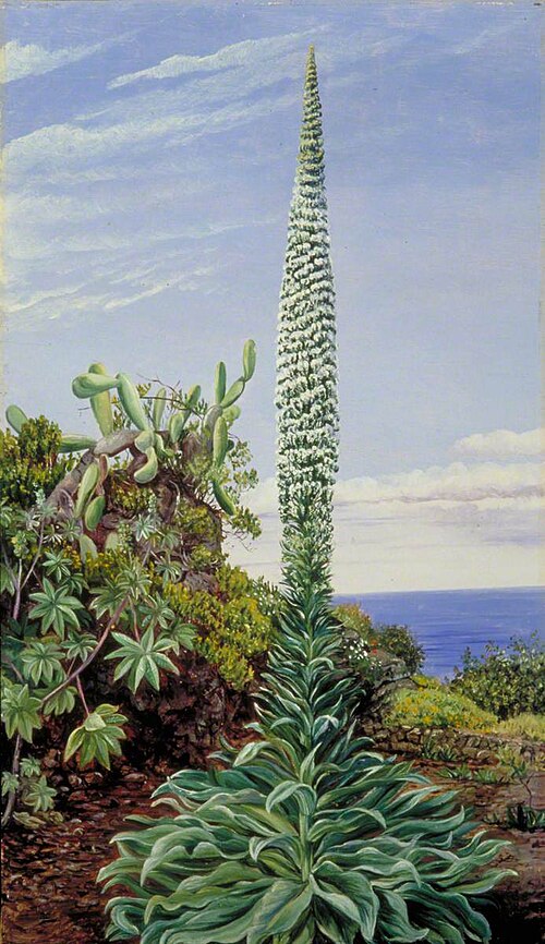 A Species of Bugloss, Teneriffe, 1875, Marianne North