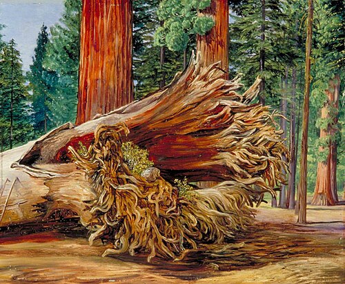 A Fallen Giant, Calaveras Grove, California, 1875, Marianne North