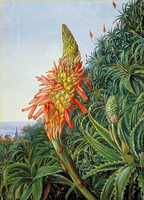 Common Aloe in Flower, Teneriffe, 1875, Marianne North