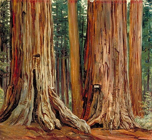 'Castor and Pollux' in the Calaveras Grove of Big Trees, California, 1875, Marianne North
