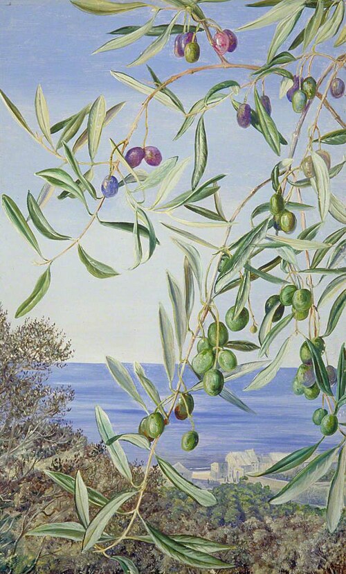 Study of Olives, Painted in Italy, 1875, Marianne North