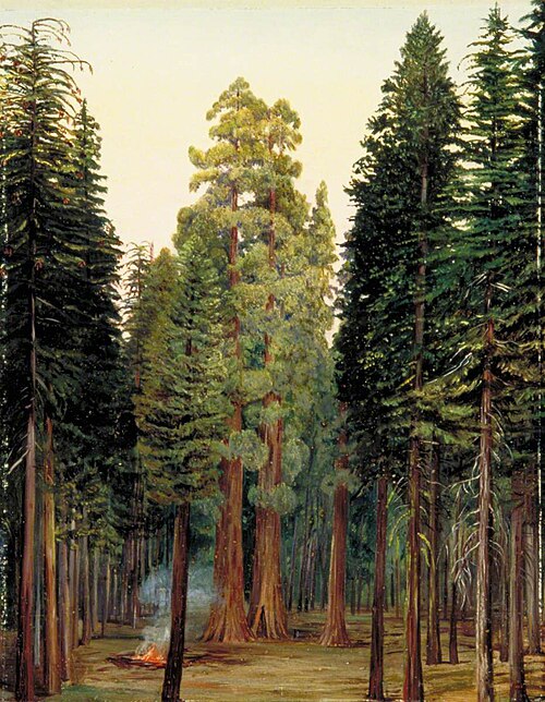 Looking into the Calaveras Grove of Big Trees, California, 1875, Marianne North