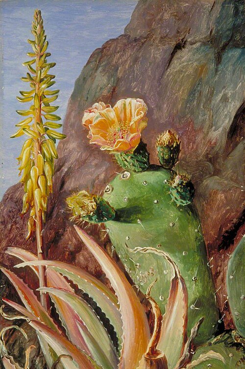 Aloe and Cochineal Cactus in Flower, Teneriffe, 1875, Marianne North