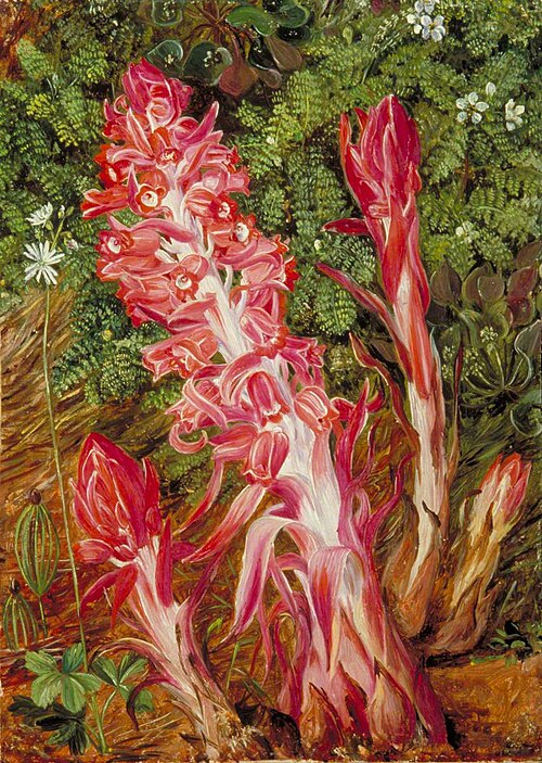 Californian Flowers, 1875, Marianne North