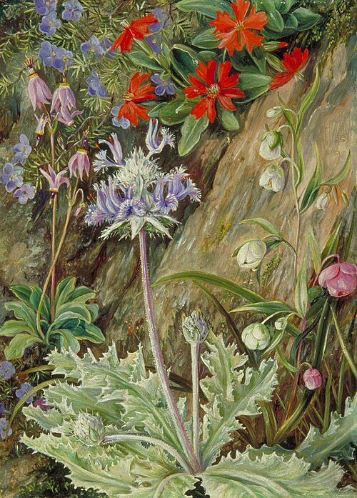 Some Wild Flowers of California, 1875, Marianne North