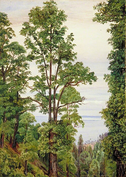 The Canary Islands Pine at Icod, Teneriffe, 1875, Marianne North