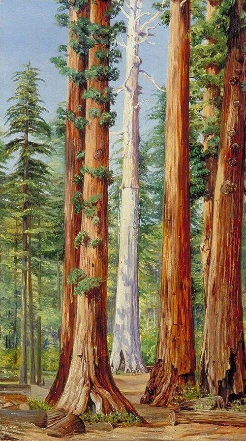 Ghost of a Big Tree, Calaveras Grove, California, 1875, Marianne North