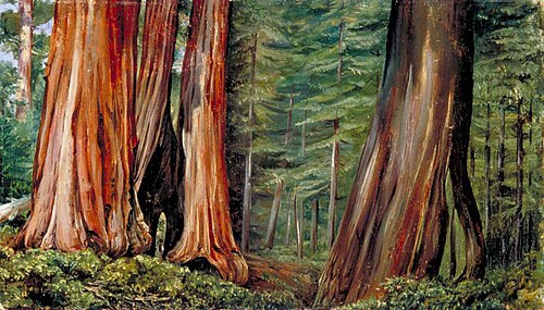 The Mariposa Grove of Big Trees, California, 1875, Marianne North