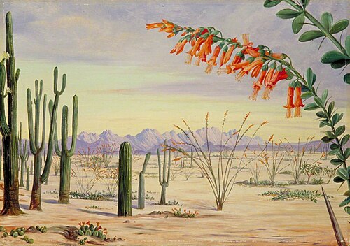 Vegetation of the Desert of Arizona, 1875, Marianne North