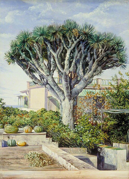Dragon Tree at Orotava, Teneriffe, 1875, Marianne North