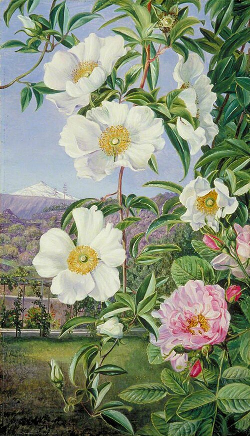 Cherokee Rose with the Peak of Tenerife in the Distance, 1875, Marianne North