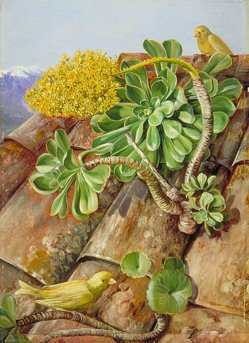 Houseleek and Canary-Birds in Teneriffe, 1875, Marianne North