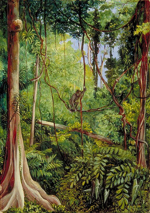 Forest Scene, Matang, Sarawak, Borneo, 1876, Marianne North