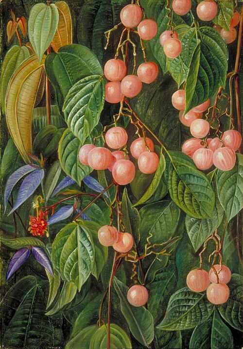 Plants of the Sarawak, Borneo, 1876, Marianne North