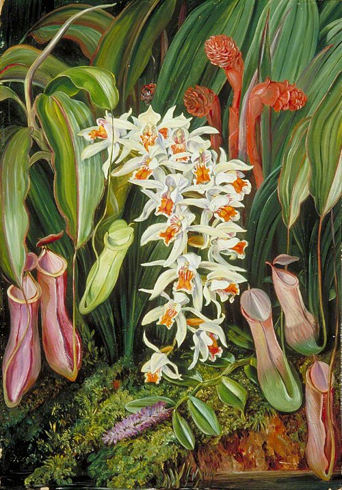 Wild Flowers of Sarawak, Borneo, 1876, Marianne North