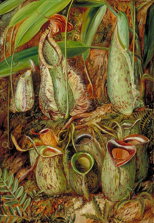Other Species of Pitcher Plants from Sarawak, Borneo, 1876, Marianne North