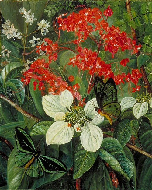 Flowers and Butterflies of Sarawak, Borneo, 1876, Marianne North