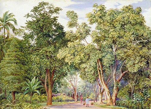 Lane near Singapore, 1876, Marianne North