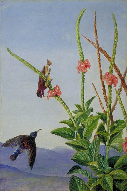 Honeysucker at Work, Sarawak, Borneo, 1876, Marianne North