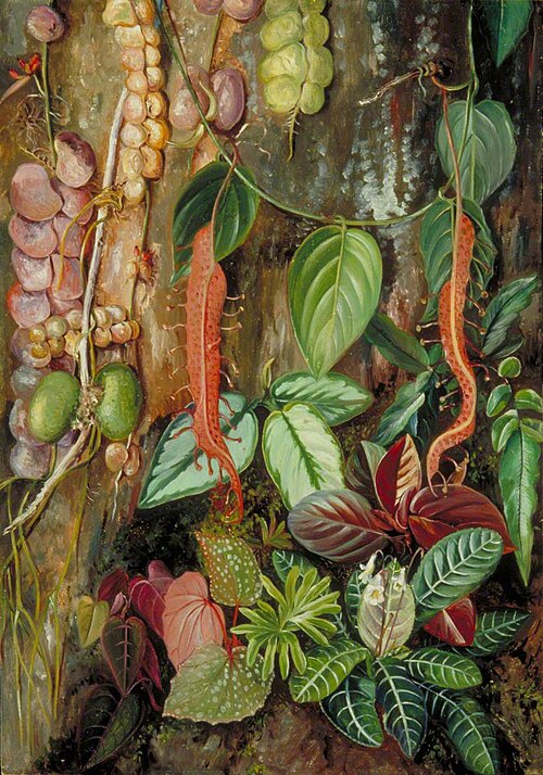 Group of Bornean Plants, 1876, Marianne North