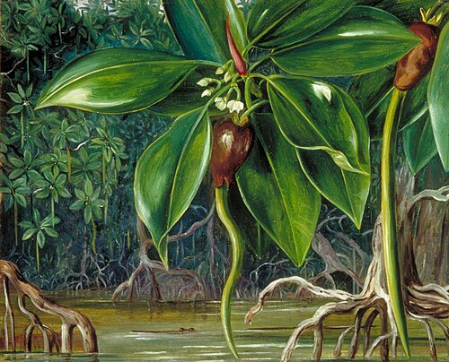 A Mangrove Swamp in Sarawak, Borneo, 1876, Marianne North