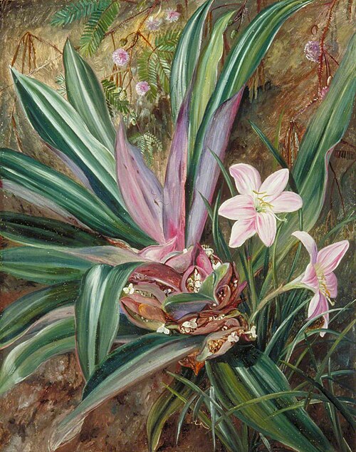 Two Cultivated Plants, Painted at Singapore, 1876, Marianne North
