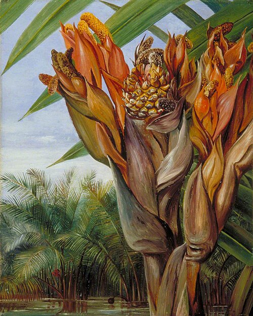 Nipa Palm, Sarawak, Borneo, 1876, Marianne North