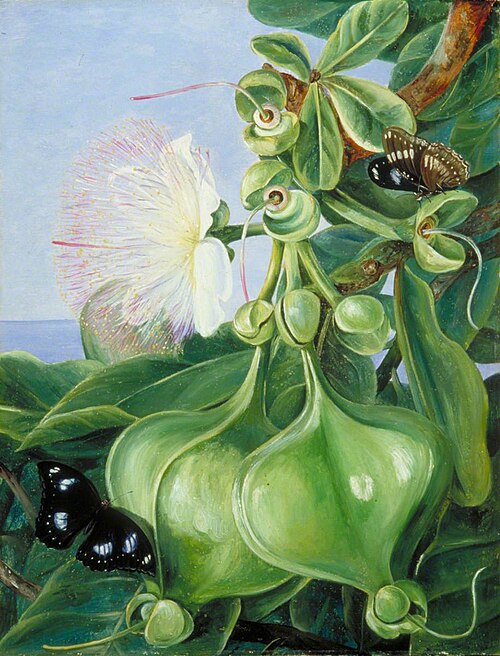 Flowers and Fruit of Barringtonia, Borneo, 1876, Marianne North