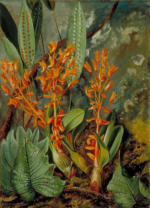 Orchid and Ferns of the Sarawak, 1876, Marianne North