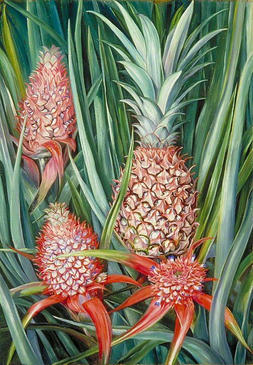 Wild Pine Apple in Flower and Fruit, Borneo, 1876, Marianne North