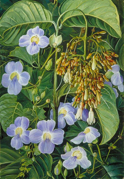 Blue-Flowered Climber and a Common Swamp Plant of Sarawak, Borneo, 1876, Marianne North