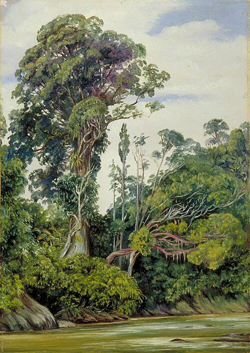 Tree Covered with Epiphytes and a Palawan Tree, Sarawak, Borneo, 1876, Marianne North