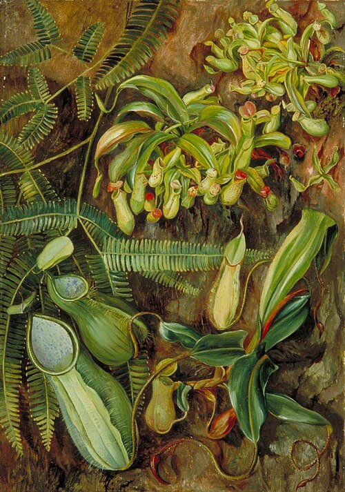 Pitcher Plants with Fern behind, Sarawak, Borneo, 1876, Marianne North