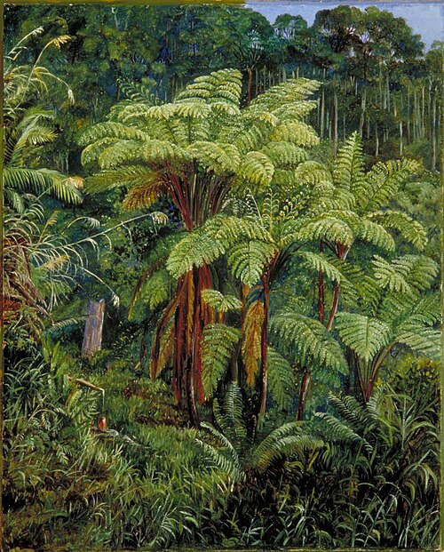 Group of Tree Ferns around the Spring at Matang, Sarawak, Borneo, 1876, Marianne North