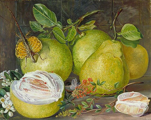 Flowers and Fruit of the Pomelo, a Branch of Hennah and Flying Lizard, Sarawak, 1876, Marianne North
